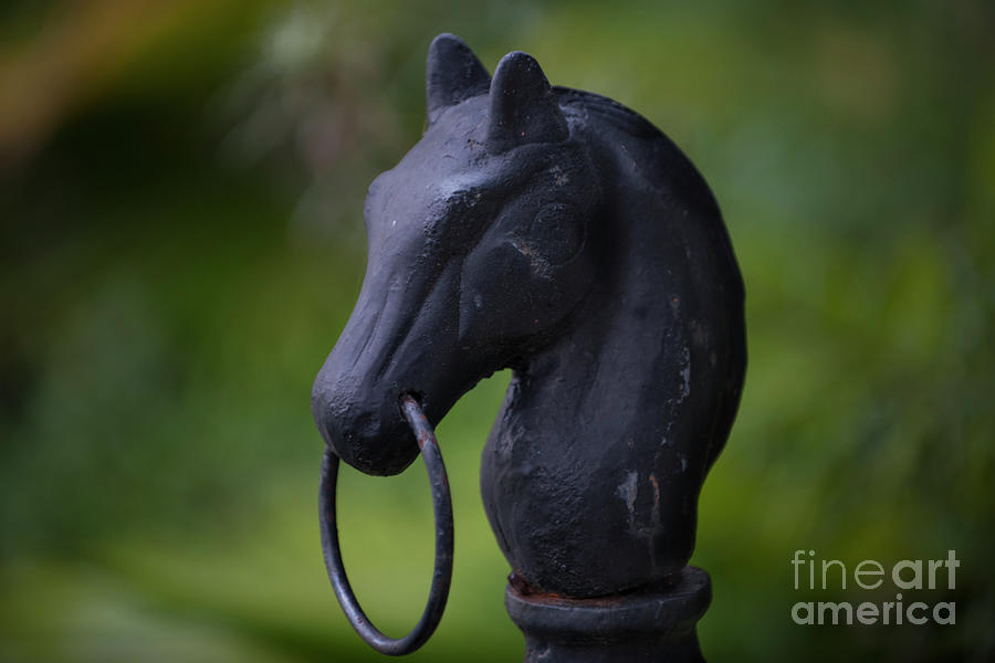 Southern Horse Head Photograph