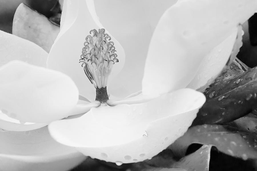 Magnolia Movie Photograph - Southern Icon by Dan Wells