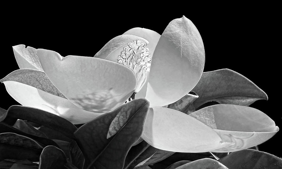 Southern Lady - Magnolia Grandiflora Photograph by HH Photography of Florida