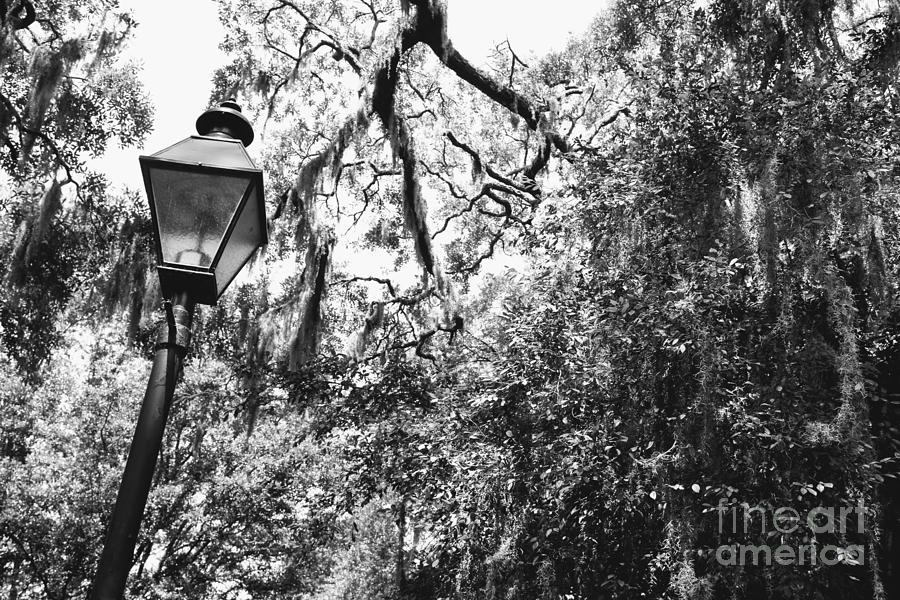 Southern Lamp in Black and White Photograph by Carol Groenen