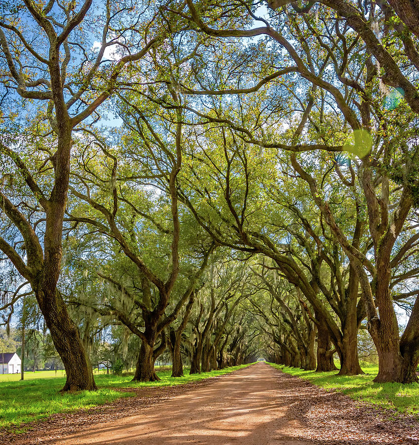 Southern Lane 3 Photograph by Steve Harrington - Fine Art America