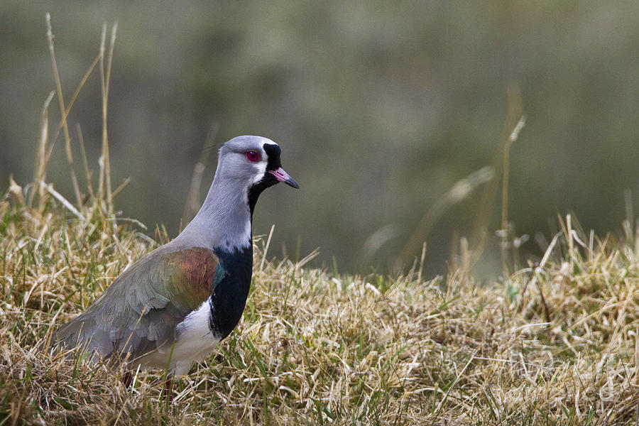 Southern Lapwing Photograph by Jean-Louis Klein & Marie-Luce Hubert
