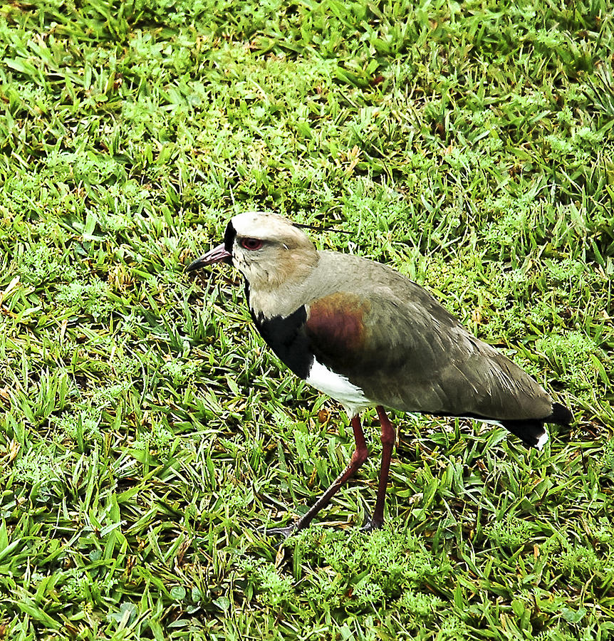 Southern Lapwing Photograph by Norman Johnson - Fine Art America