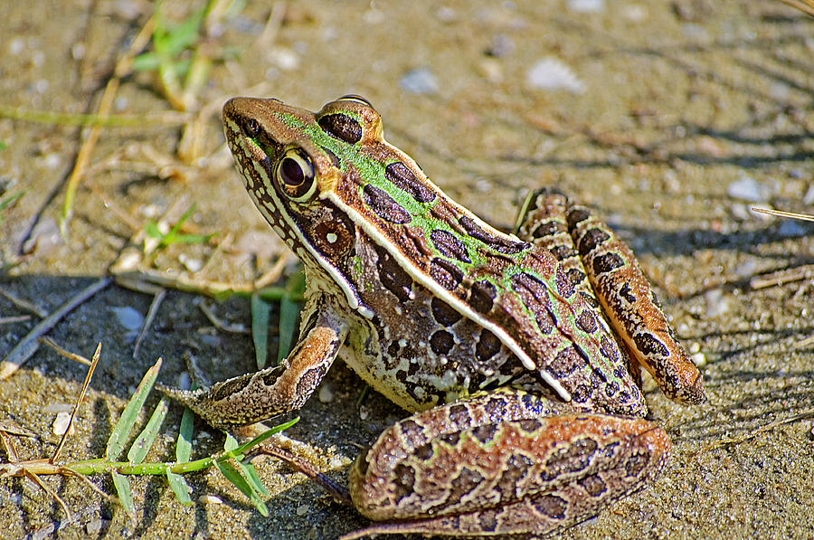 Southern Leopard Frog Photograph by Kenneth Albin