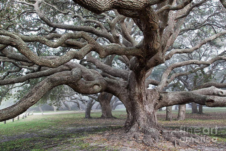 Southern Live Oak Photograph by Inga Spence - Fine Art America