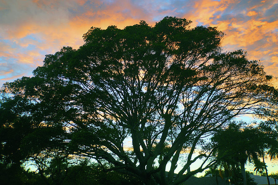 Southern Live Oak Tree Photograph by Joann Waggoner - Pixels