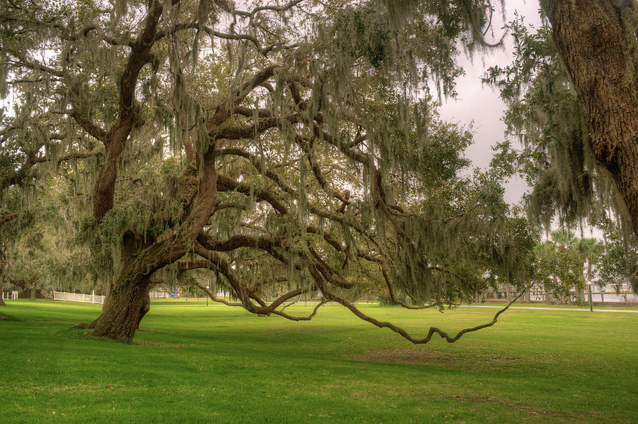 Southern Live Oak Tree Spanish Moss and Drooping Limbs Photograph by Douglas Barnett
