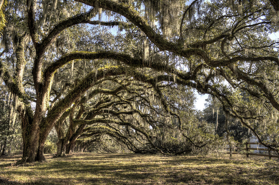 Southern Live Oaks with Spanish Moss Color Photograph by Dustin K Ryan