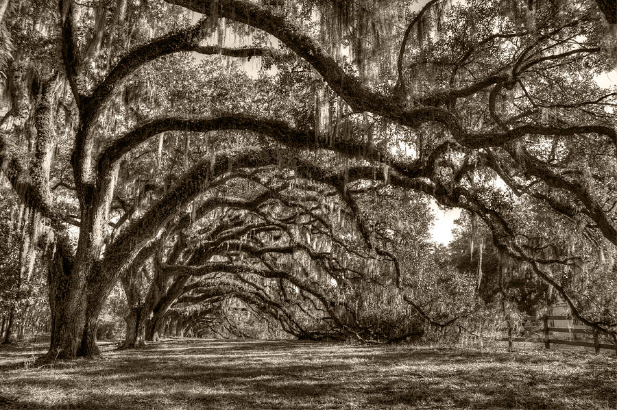Southern Live Oaks with Spanish Moss Photograph by Dustin K Ryan