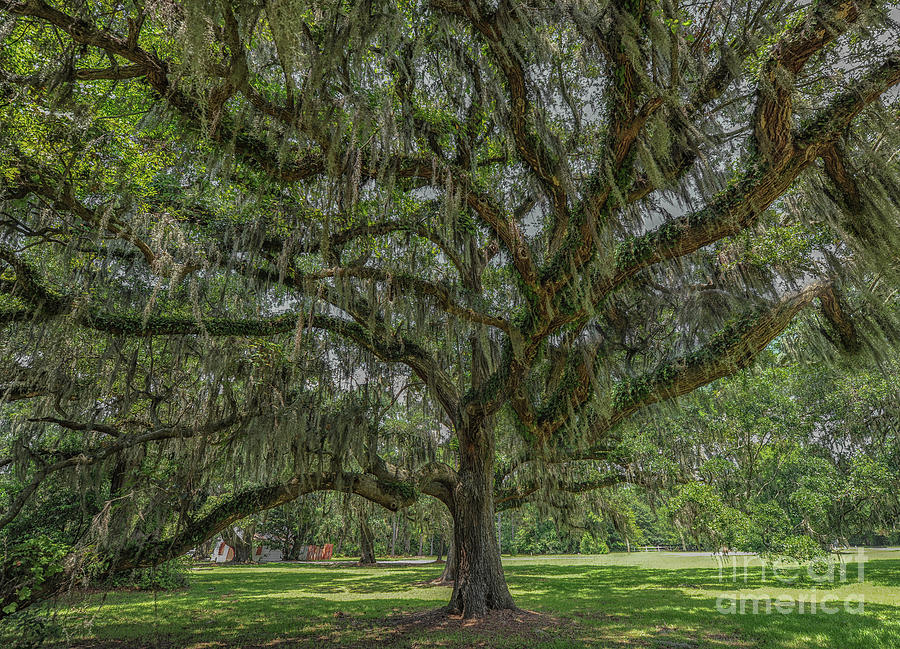 Southern Magic Live Oak Tree Dripping with Spanish Moss Photograph by Dale Powell