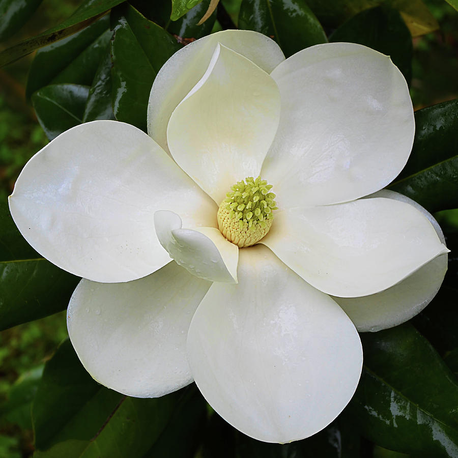 Southern Magnolia 4 Photograph by Isabela and Skender Cocoli