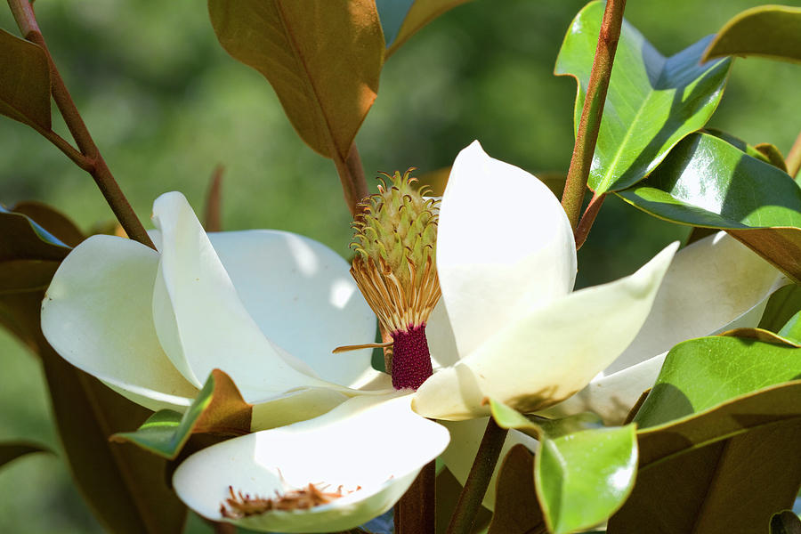 Southern Magnolia Blossom Photograph by Kathy Clark