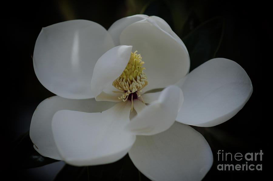Southern Magnolia Blossom Soft Petals Photograph by Dale Powell