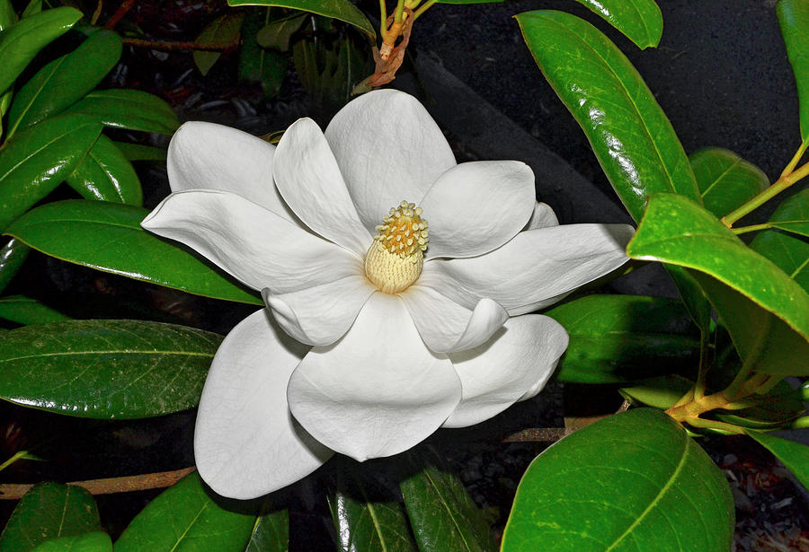 Southern Magnolia - Days Of Glory 002 Photograph by George Bostian