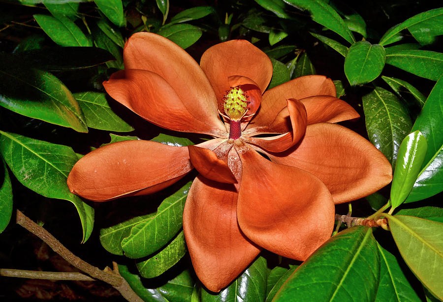 Southern Magnolia - Days Of Glory Past 003 Photograph by George Bostian