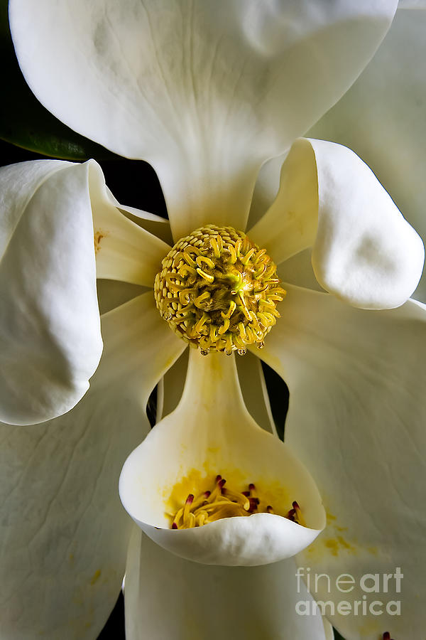 Southern Magnolia Photograph by Joan McCool