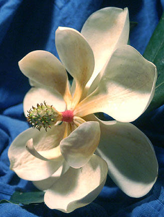 Magnolia Movie Photograph - Southern Magnolia by Linda Jackson