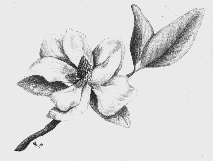 Southern Magnolia Drawing by Mary Rogers Pixels