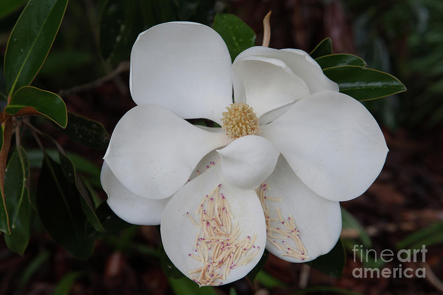 Southern Magnolia Matchsticks Photograph by Dale Powell