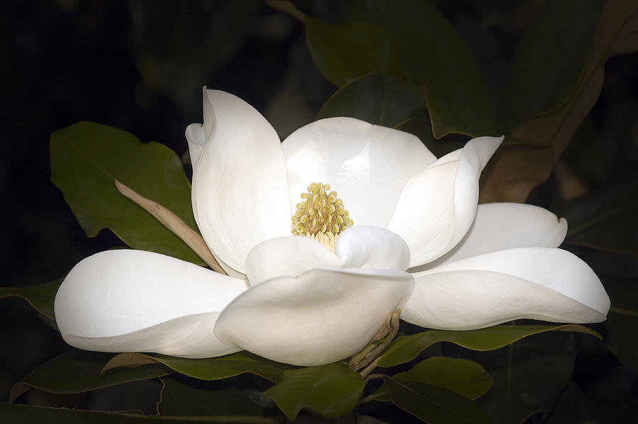 Magnolia Movie Photograph - Southern Magnolia by Penny Lisowski