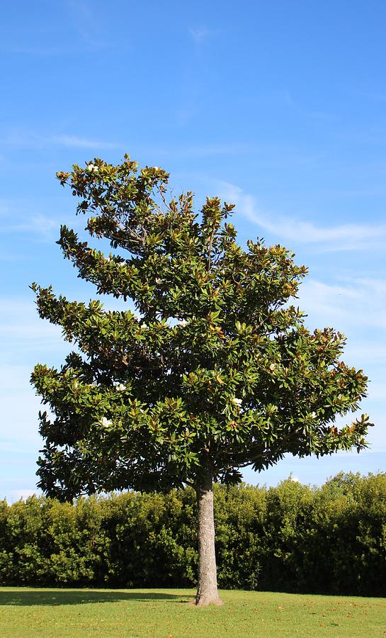 Southern Magnolia Tree Photograph by Cynthia Guinn