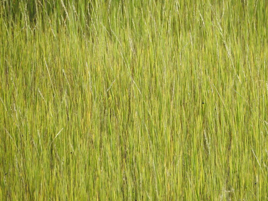 Southern Marsh Grass Photograph by Jan Gelders