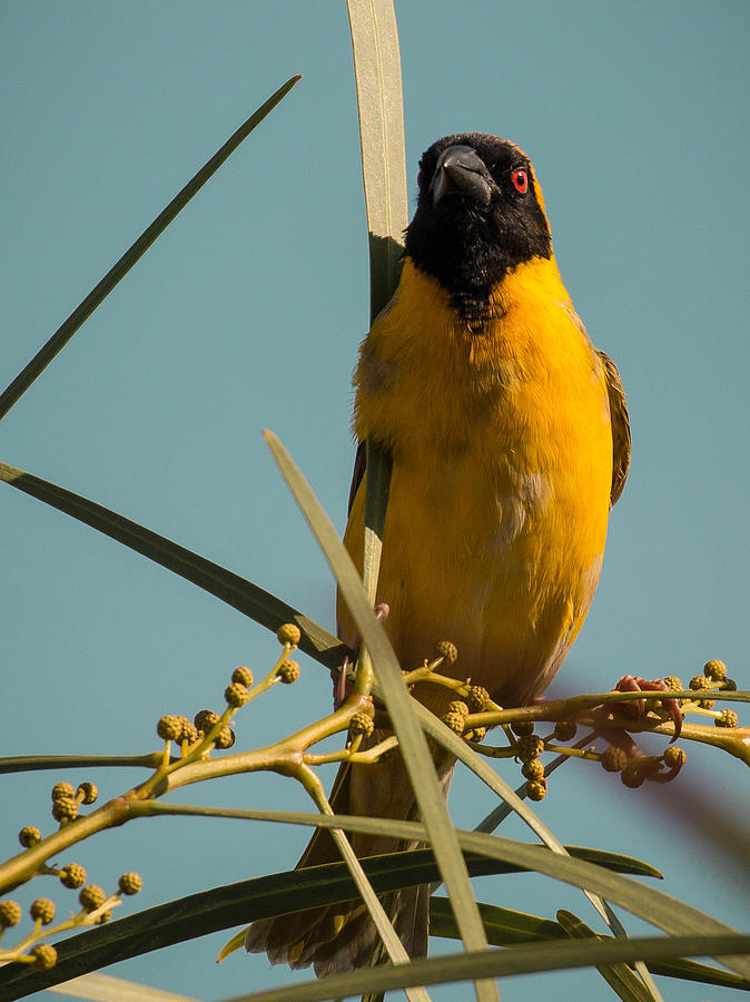 Southern Masked Weaver Photograph by Claudio Maioli