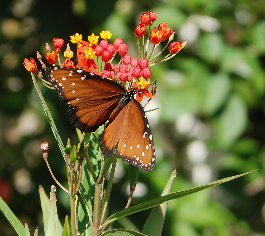 Southern Milkweed Photograph by Sandy Poore