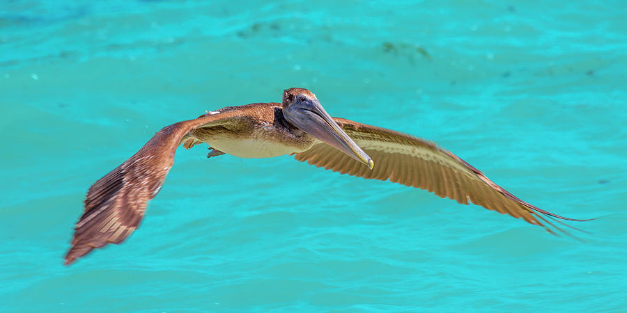 Southern Most Pelican Photograph