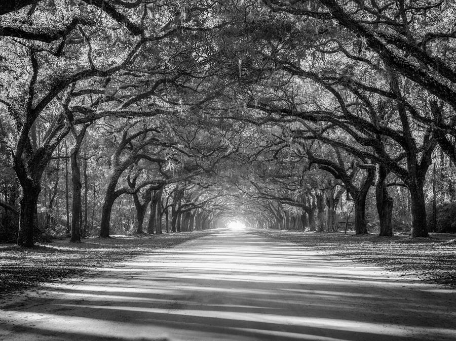 Southern Oak Avenue 2 Black and White Photograph by Matt Hammerstein
