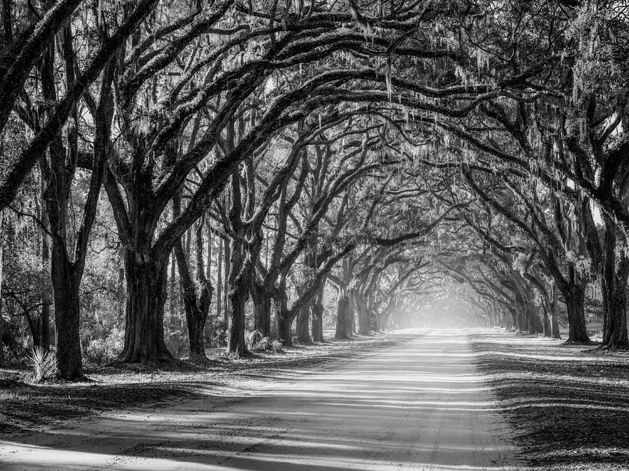 Southern Oak Avenue Black and White Photograph by Matt Hammerstein