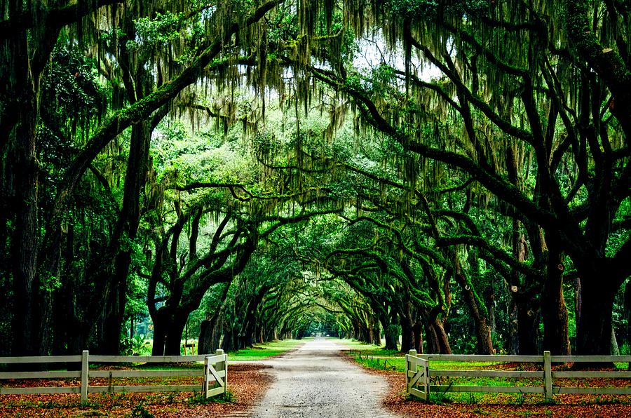 Southern Oak Canopy Photograph By Mountain Dreams - Fine Art America