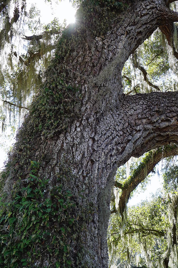 Southern Oak Photograph by Laurie Perry