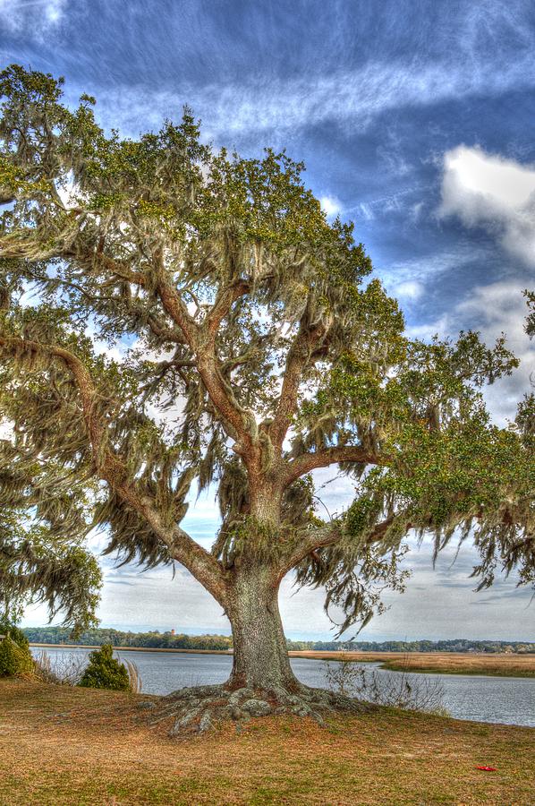 Tree Photograph - Southern oak by Linda Covino