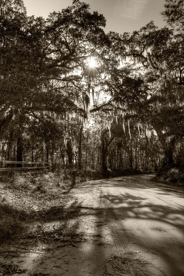 Southern Oak Shadows Photograph by Dustin K Ryan