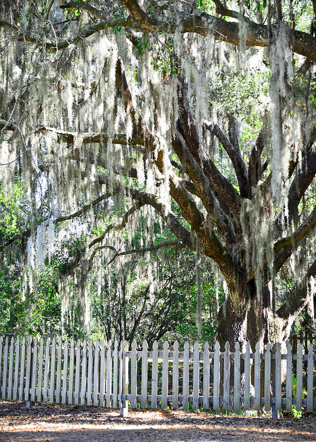 Southern Oak Tree Photograph by Carolyn Marshall