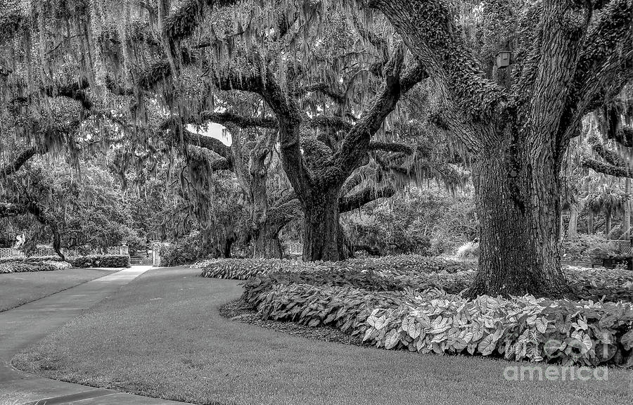 Southern Oaks In Black And White Photograph by Kathy Baccari
