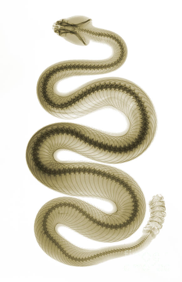 Southern Pacific Rattlesnake, X-ray Photograph by Ted Kinsman