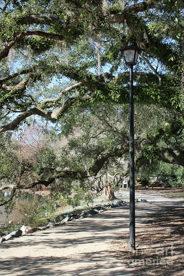 Southern Park Path with Lamppost Photograph by Carol Groenen