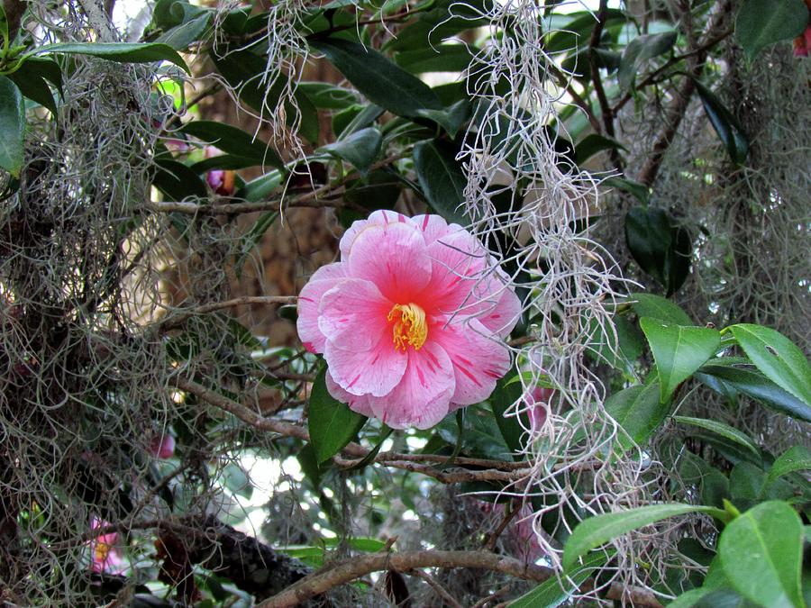 Southern Pink Camellia Photograph by Cynthia Guinn
