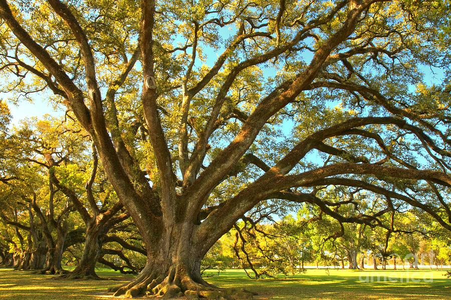 Southern Plantation Oak Trees Photograph by Adam Jewell