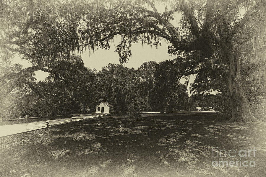 Southern Plantation Path Photograph