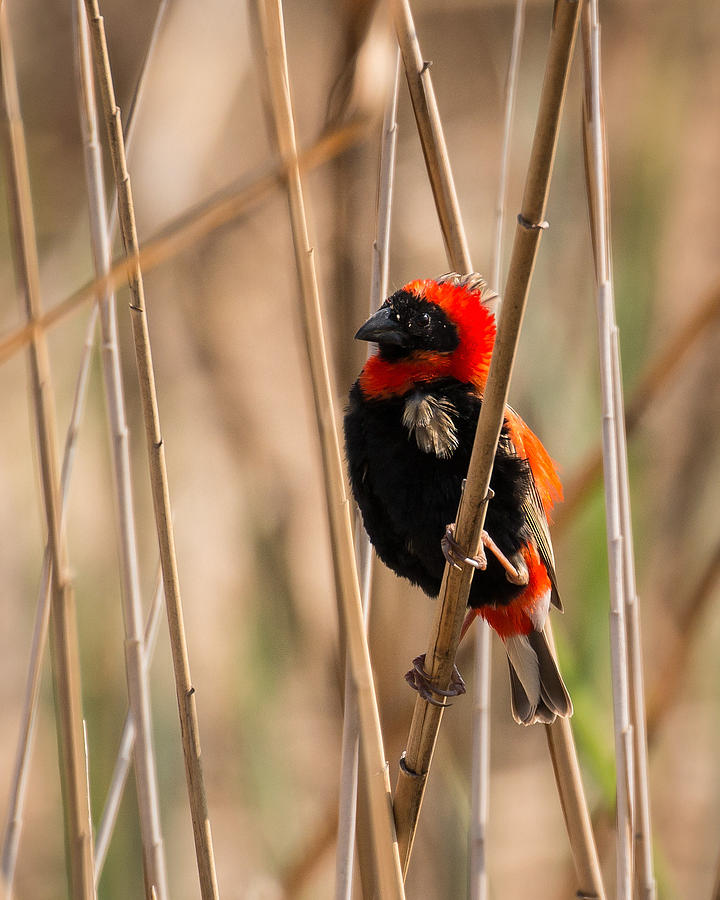 Southern Red Bishop Photograph by Claudio Maioli