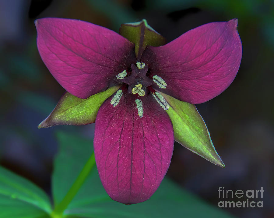 Southern Red Trillium Photograph