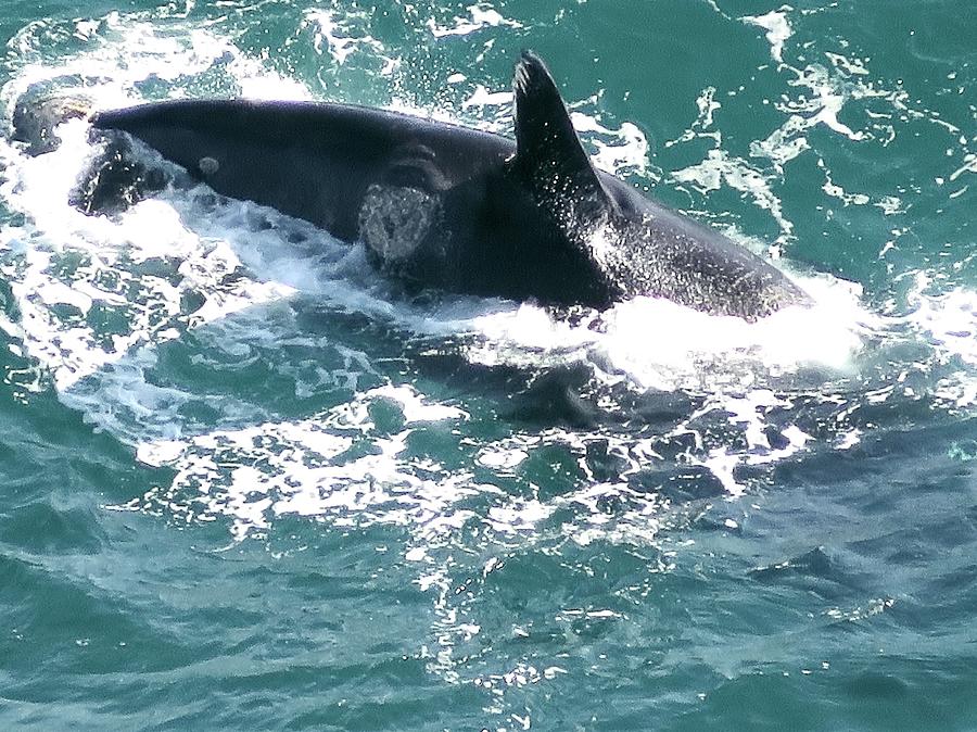 Southern Right Whale Photograph by Jennifer Wheatley Wolf
