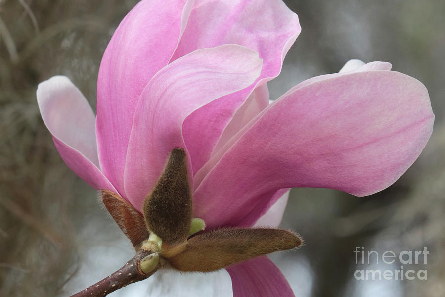 Southern Saucer Magnolia Closeup Photograph by Carol Groenen