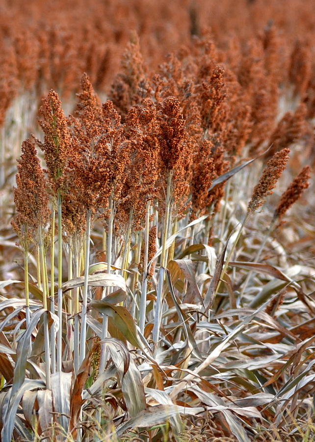 Southern Sorghum Photograph by Carla Parris