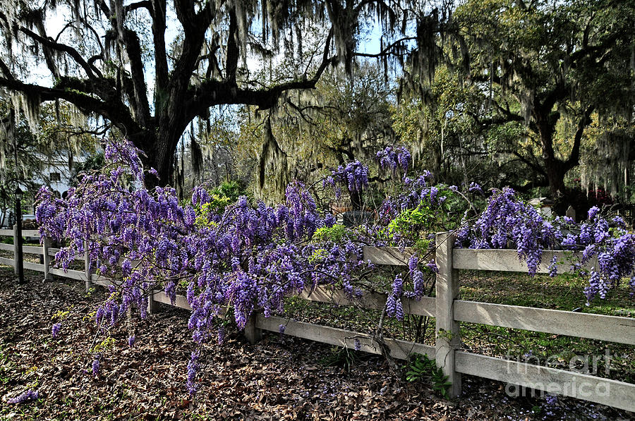 Southern Spring Photograph by Shirley Whitenack Fine Art America