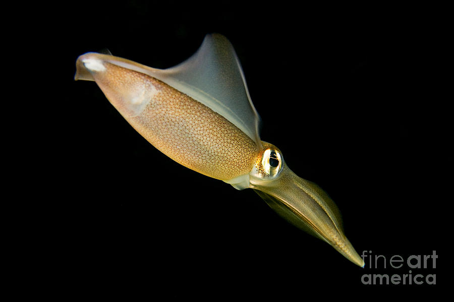 Southern squid Photograph by Dave Fleetham - Printscapes