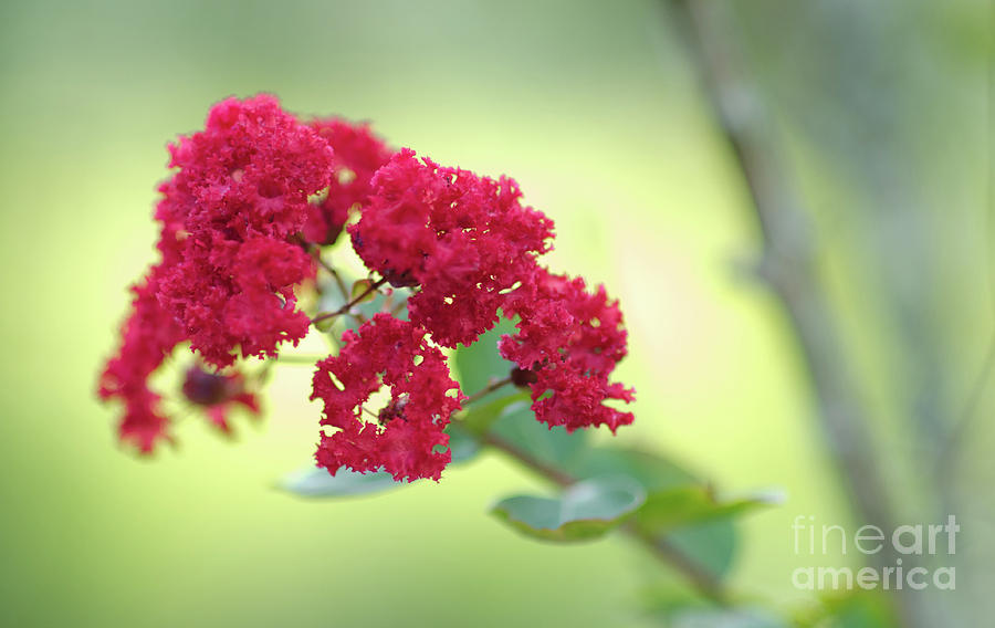 Southern Summer Crepe Myrtle Blooming Photograph